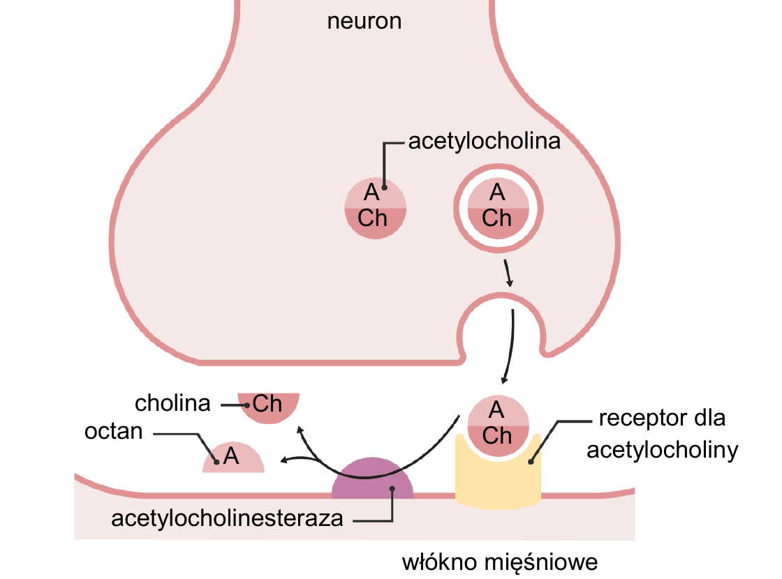 schemat synapsy nerwowo-mięśniowej - zakończenie neuronu uwalniające acetylocholinę do szczeliny synaptycznej, cząsteczki acetylocholiny złożone z octanu (A) i choliny (Ch), acetylocholinesteraza rozkładająca acetylocholinę na octan i cholinę oraz receptory dla acetylocholiny w błonie włókna mięśniowego