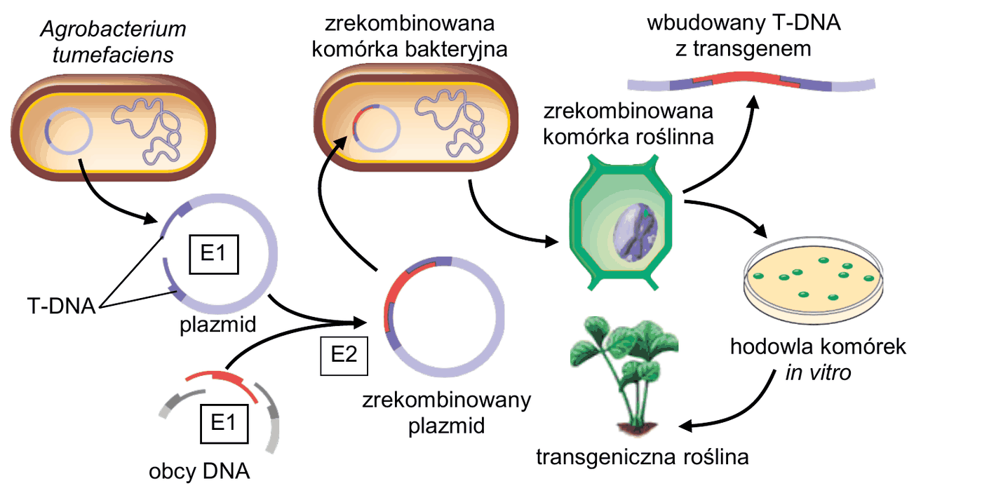 schemat kolejnych etapów metody - plazmid bakterii Agrobacterium tumefaciens zawierający odcinek T-DNA oraz obcy DNA są cięte enzymem E1, powstałe fragmenty łączy enzym E2, tworząc zrekombinowany plazmid; plazmid trafia do zrekombinowanej komórki bakteryjnej, bakteria zakaża komórkę roślinną, a wbudowany T-DNA z transgenem staje się częścią DNA zrekombinowanej komórki roślinnej, z której w hodowli komórek in vitro powstaje transgeniczna roślina