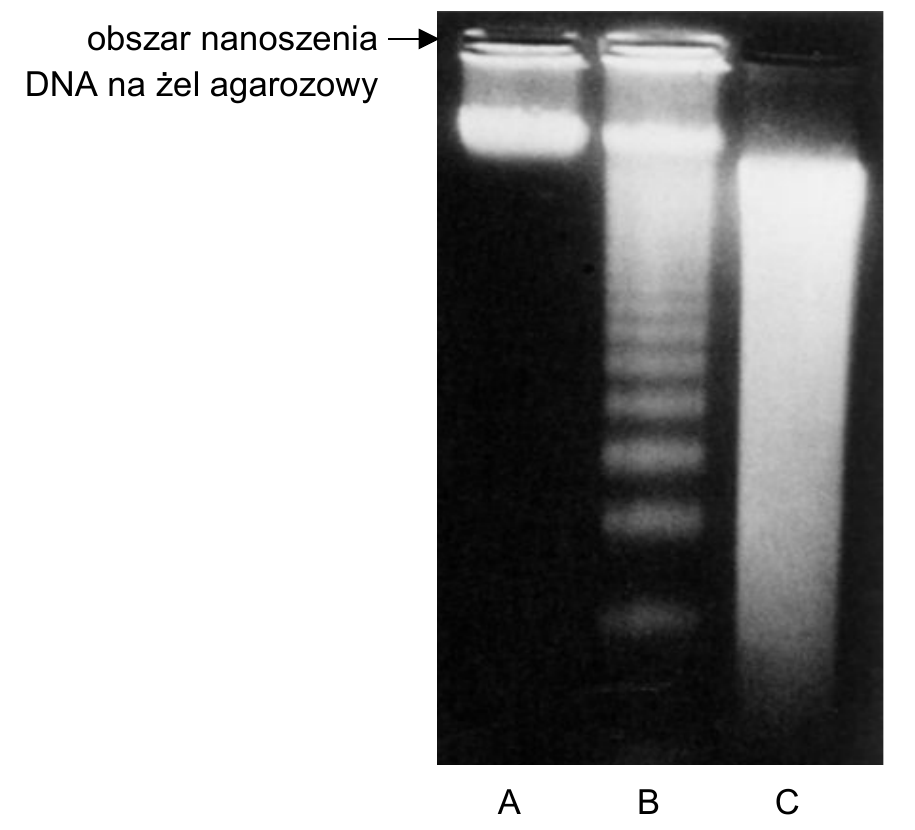 fotografia żelu agarozowego z podpisem "obszar nanoszenia DNA na żel agarozowy" u góry i trzema ścieżkami oznaczonymi literami A, B i C; na każdej ścieżce widoczny inny obraz rozdzielonego DNA - pojedynczy prążek blisko miejsca nanoszenia, seria wyraźnych prążków tworzących drabinkę oraz rozmyta smuga rozciągnięta wzdłuż ścieżki