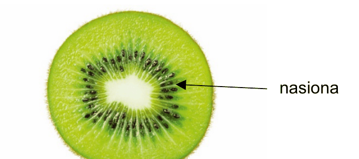 fotografia przekroju poprzecznego owocu kiwi; podpis "nasiona" wskazuje liczne drobne nasiona ułożone wokół jasnego środka owocu