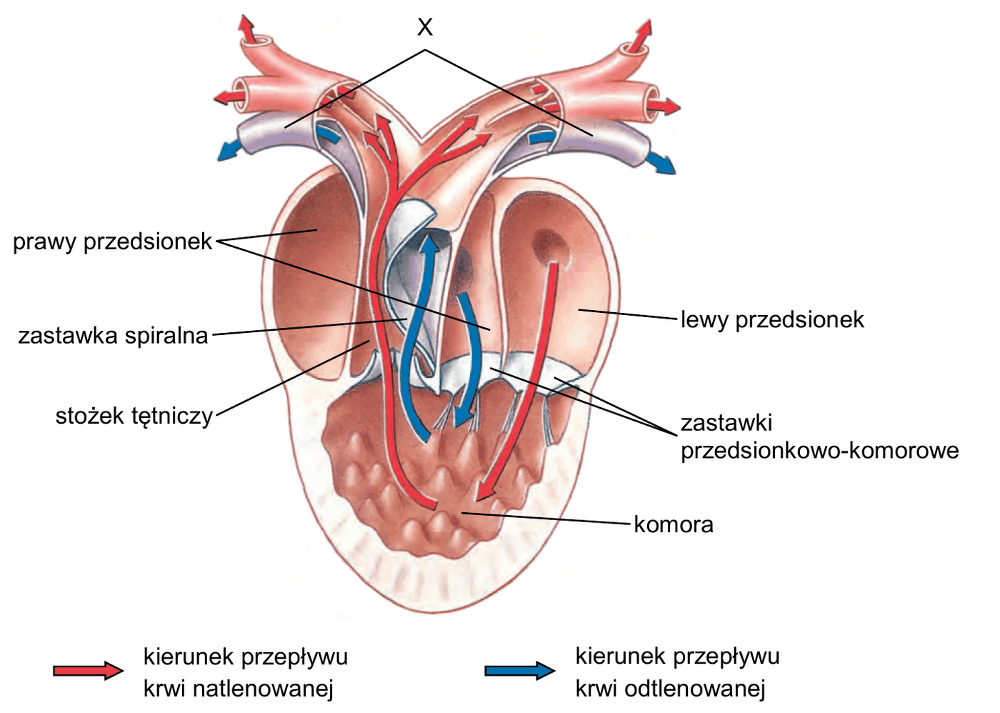 schemat serca z opisanymi elementami: prawy przedsionek, lewy przedsionek, zastawki przedsionkowo-komorowe, jedna komora, stożek tętniczy z zastawką spiralną oraz odchodzące od stożka naczynia krwionośne oznaczone literą X; strzałkami zaznaczono kierunek przepływu krwi natlenowanej i kierunek przepływu krwi odtlenowanej