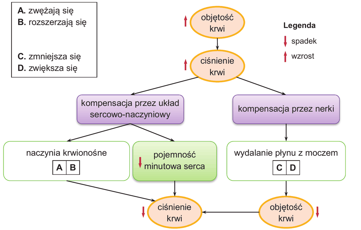 schemat blokowy regulacji ciśnienia krwi. U góry pole "objętość krwi" ze strzałką w górę (wzrost), pod nim "ciśnienie krwi" ze strzałką w górę (wzrost). Od niego odchodzą dwie gałęzie: "kompensacja przez układ sercowo-naczyniowy" (prowadzi do pól "naczynia krwionośne (A/B)" oraz "pojemność minutowa serca" ze strzałką w dół) i "kompensacja przez nerki" (prowadzi do pola "wydalanie płynu z moczem (C/D)"). Obie gałęzie prowadzą na dole do pól "ciśnienie krwi" ze strzałką w dół oraz "objętość krwi" ze strzałką w dół. Legenda: strzałka w dół oznacza spadek, strzałka w górę oznacza wzrost
