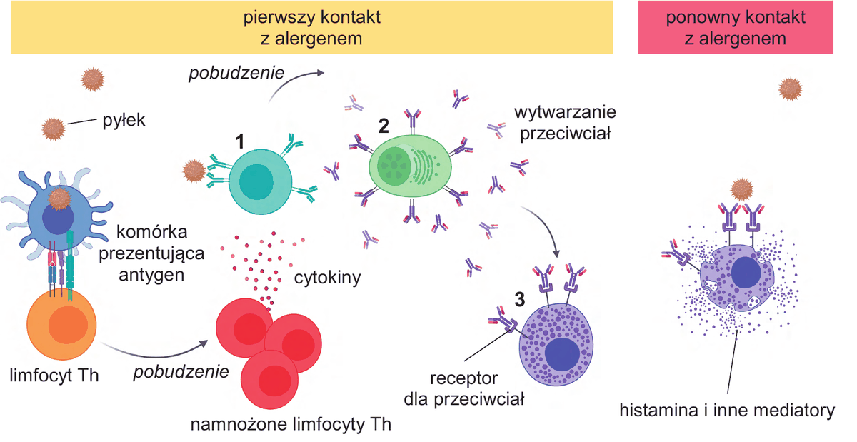 schemat reakcji alergicznej podzielony na część "pierwszy kontakt z alergenem" i "ponowny kontakt z alergenem". Po lewej ziarno pyłku i komórka prezentująca antygen, która pobudza limfocyt Th; namnożone limfocyty Th wydzielają cytokiny. Cytokiny pobudzają komórkę oznaczoną numerem 1 (z przeciwciałami na powierzchni), która przekształca się w komórkę oznaczoną numerem 2, opisaną jako "wytwarzanie przeciwciał". Wytworzone przeciwciała łączą się z receptorami dla przeciwciał na powierzchni komórki oznaczonej numerem 3. W części "ponowny kontakt z alergenem" ziarno pyłku łączy się z przeciwciałami na powierzchni komórki numer 3, z której uwalniane są histamina i inne mediatory