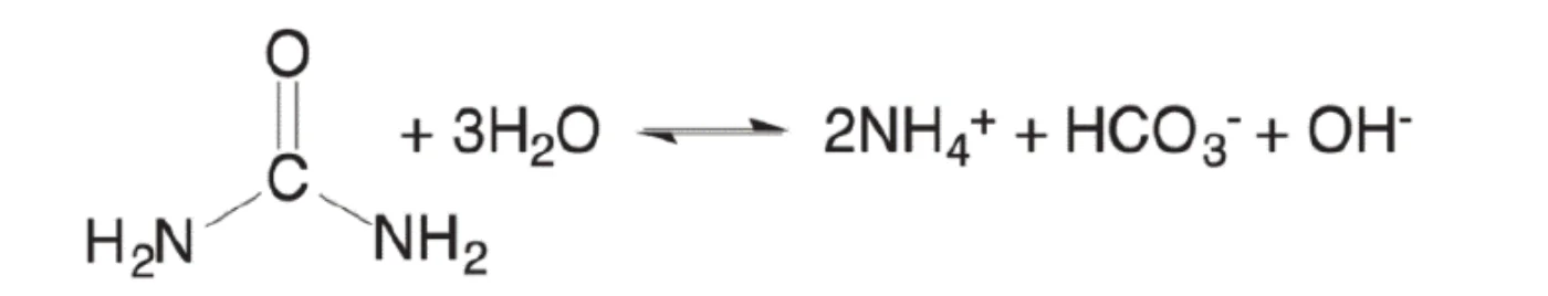 równanie reakcji: mocznik (wzór strukturalny) + 3H₂O ⇌ 2NH₄⁺ + HCO₃⁻ + OH⁻