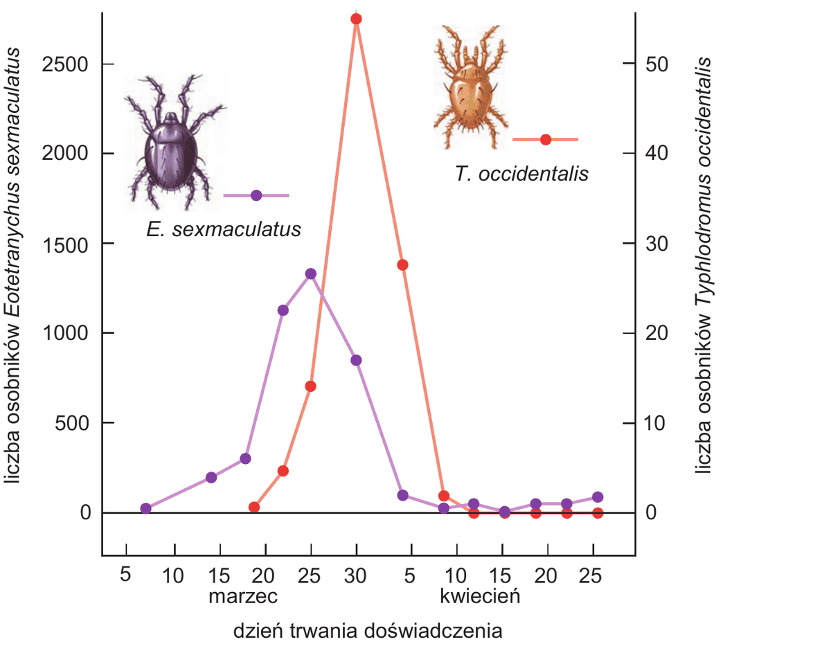 wykres liniowy z dwiema osiami pionowymi - lewa "liczba osobników Eotetranychus sexmaculatus" w skali 0-2500, prawa "liczba osobników Typhlodromus occidentalis" w skali 0-50; oś pozioma "dzień trwania doświadczenia" obejmuje marzec (dni 5-30) i kwiecień (dni 5-25). Krzywa E. sexmaculatus (fioletowa) zaczyna się przy zerze 7 marca, rośnie stopniowo do maksimum około 1330 osobników około 25 marca, potem spada do niemal zera na początku kwietnia i pozostaje na niskim poziomie. Krzywa T. occidentalis (czerwona) zaczyna się około 18 marca, rośnie gwałtownie do maksimum około 55 osobników około 30 marca, po czym gwałtownie spada do zera w kwietniu