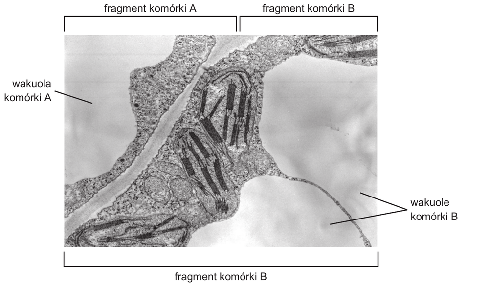 mikrofotografia elektronowa fragmentów dwóch sąsiadujących komórek roślinnych; opisano na niej: fragment komórki A (lewa górna część zdjęcia), fragment komórki B (prawa i dolna część zdjęcia), wakuola komórki A oraz wakuole komórki B; widoczne są ciemne, wydłużone struktury z wewnętrznym systemem błon (chloroplasty z tylakoidami) oraz jasne pasmo oddzielające obie komórki