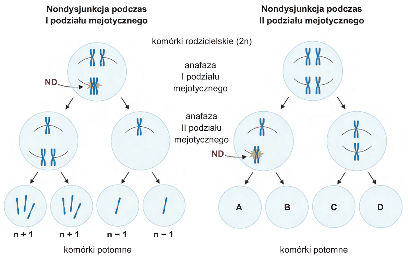 dwa równoległe schematy mejozy. Lewy, podpisany "Nondysjunkcja podczas I podziału mejotycznego": komórka rodzicielska (2n) z dwiema parami chromosomów, w anafazie I podziału mejotycznego oznaczono strzałką ND miejsce nierozdzielenia się pary chromosomów homologicznych; powstają dwie komórki, a po anafazie II podziału mejotycznego cztery komórki potomne opisane kolejno n + 1, n + 1, n - 1, n - 1. Prawy, podpisany "Nondysjunkcja podczas II podziału mejotycznego": komórka rodzicielska (2n) dzieli się prawidłowo w I podziale, a strzałką ND oznaczono nierozdzielenie się chromatyd siostrzanych w anafazie II podziału mejotycznego w jednej z komórek; powstają cztery komórki potomne oznaczone literami A, B, C i D