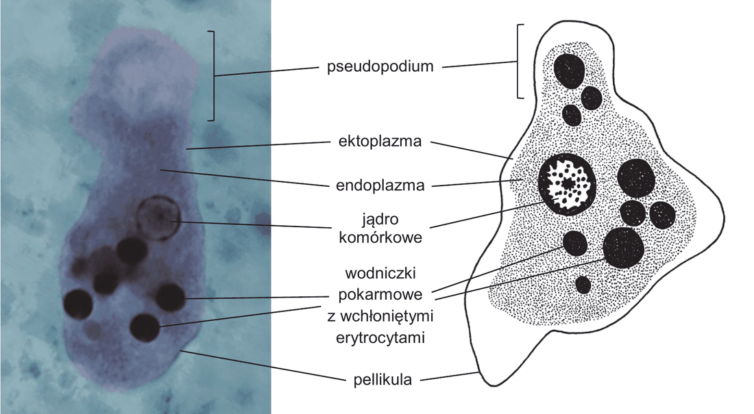 mikrofotografia trofozoitu pełzaka czerwonki oraz obok schematyczny rysunek tej samej komórki z opisami: pseudopodium, ektoplazma, endoplazma, jądro komórkowe, wodniczki pokarmowe z wchłoniętymi erytrocytami, pellikula