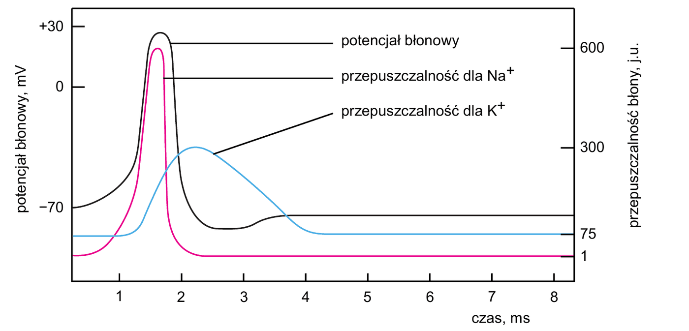 wykres przebiegu potencjału czynnościowego - oś pozioma: czas w ms (od 1 do 8), lewa oś pionowa: potencjał błonowy w mV (od −70 do +30), prawa oś pionowa: przepuszczalność błony w jednostkach umownych (1, 75, 300, 600); trzy krzywe: potencjał błonowy, przepuszczalność dla $\ce{Na+}$ oraz przepuszczalność dla $\ce{K+}$