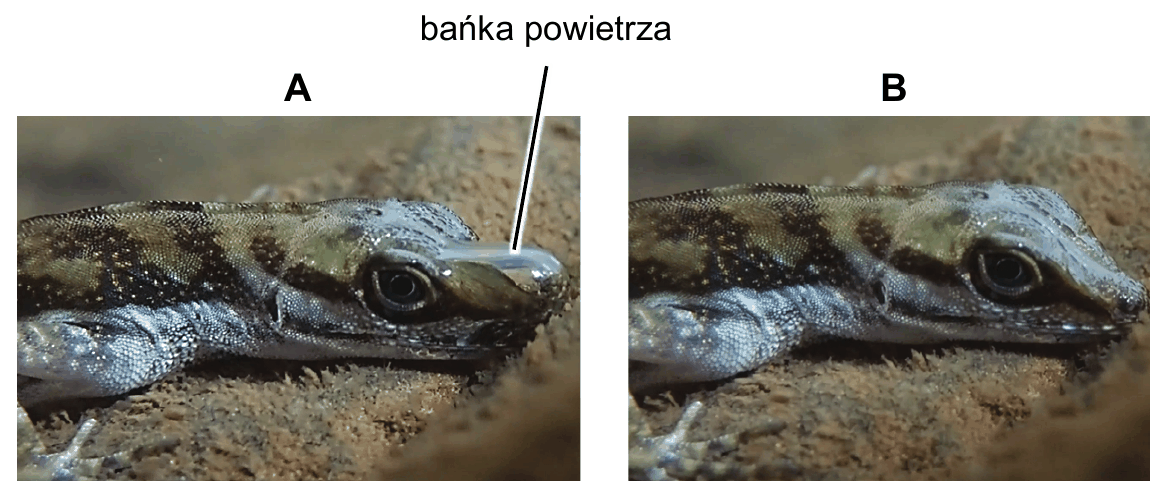 dwa zdjęcia zanurzonej jaszczurki - A z dużą bańką powietrza na przedniej części głowy (wydech) i B z bańką o mniejszej objętości (wdech)