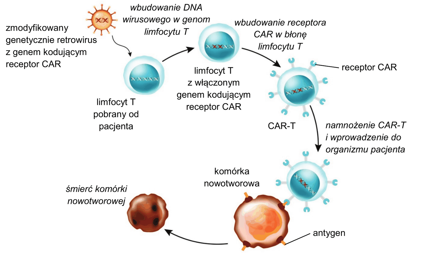 schemat terapii CAR-T - limfocyt T pobrany od pacjenta, zmodyfikowany genetycznie retrowirus z genem kodującym receptor CAR, wbudowanie DNA wirusowego w genom limfocytu T, limfocyt T z włączonym genem kodującym receptor CAR, wbudowanie receptora CAR w błonę limfocytu T, namnożenie CAR-T i wprowadzenie do organizmu pacjenta, związanie antygenu komórki nowotworowej przez receptor CAR i śmierć komórki nowotworowej