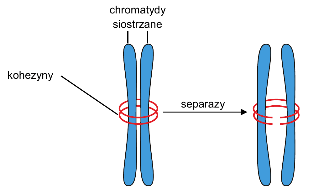 rysunek chromatyd siostrzanych połączonych kohezynami oraz - obok - chromatyd rozdzielonych po przecięciu kohezyn przez separazy