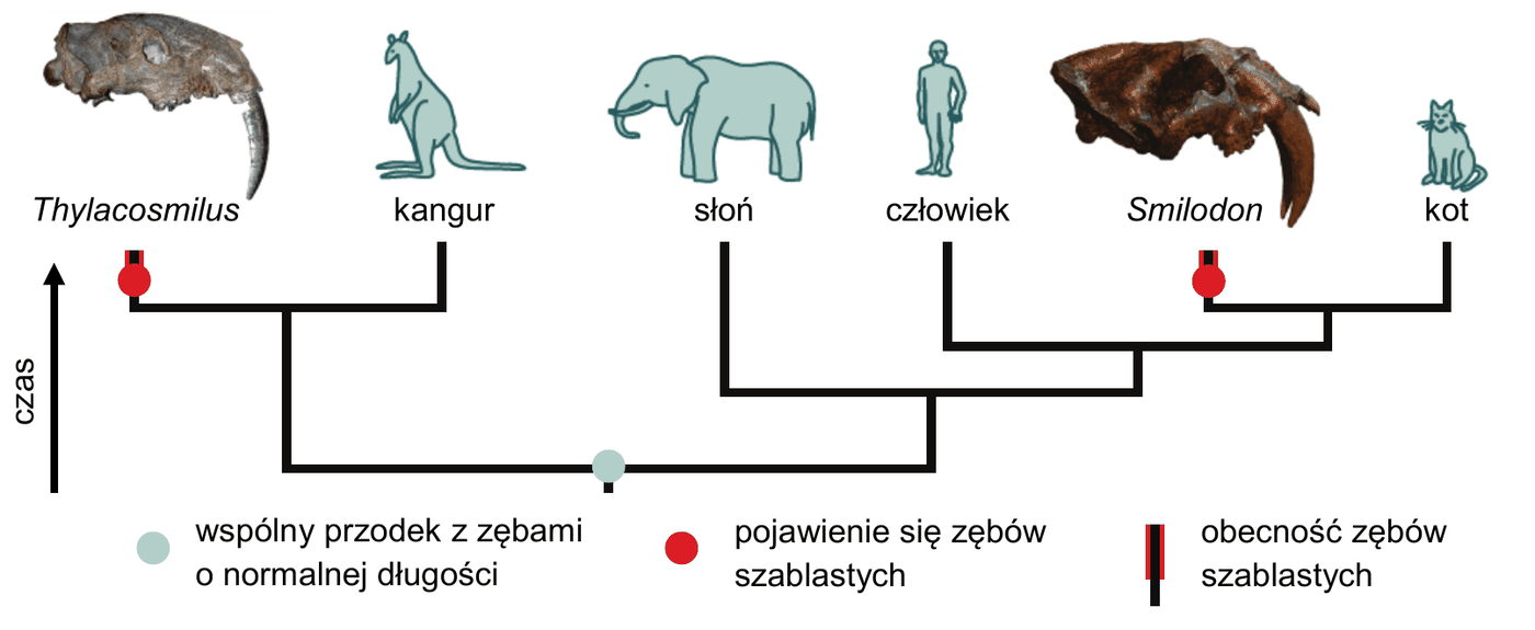 drzewo filogenetyczne z osią czasu; kolejno od lewej: Thylacosmilus, kangur, słoń, człowiek, Smilodon, kot. Thylacosmilus tworzy grupę z kangurem, a Smilodon z kotem. Zaznaczono wspólnego przodka z zębami o normalnej długości oraz dwa niezależne punkty pojawienia się zębów szablastych - na linii prowadzącej do Thylacosmilus i na linii prowadzącej do Smilodon - a także obecność zębów szablastych u obu tych rodzajów