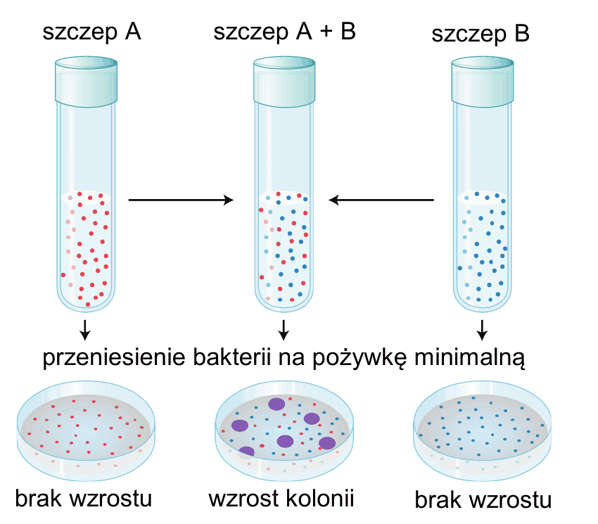 schemat doświadczenia Lederberga i Tatuma - trzy hodowle na pożywce pełnej (szczep A, szczep A + B, szczep B), po przeniesieniu bakterii na pożywkę minimalną: brak wzrostu (szczep A), wzrost kolonii (szczep A + B), brak wzrostu (szczep B)