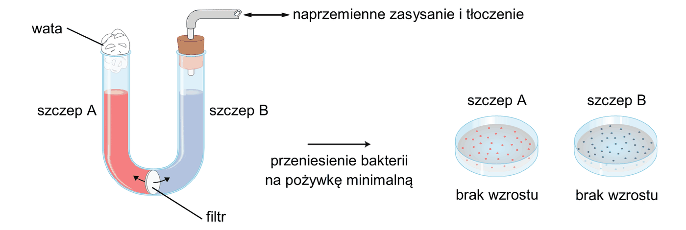 rysunek U-rurki zamkniętej watą, z filtrem pośrodku, w której naprzemiennie zasysa się i tłoczy pożywkę; po jednej stronie filtru szczep A, po drugiej szczep B; po przeniesieniu bakterii na pożywkę minimalną w obu przypadkach brak wzrostu