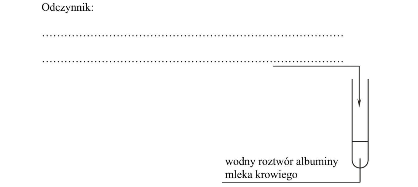 schemat doświadczenia – probówka z wodnym roztworem albuminy mleka krowiego, do której strzałka prowadzi od wykropkowanego miejsca podpisanego „Odczynnik:”