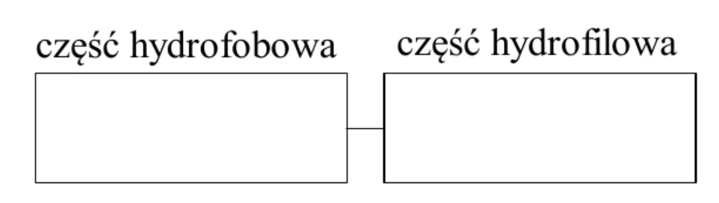 schemat do uzupełnienia: dwa połączone kreską puste pola podpisane „część hydrofobowa” i „część hydrofilowa”