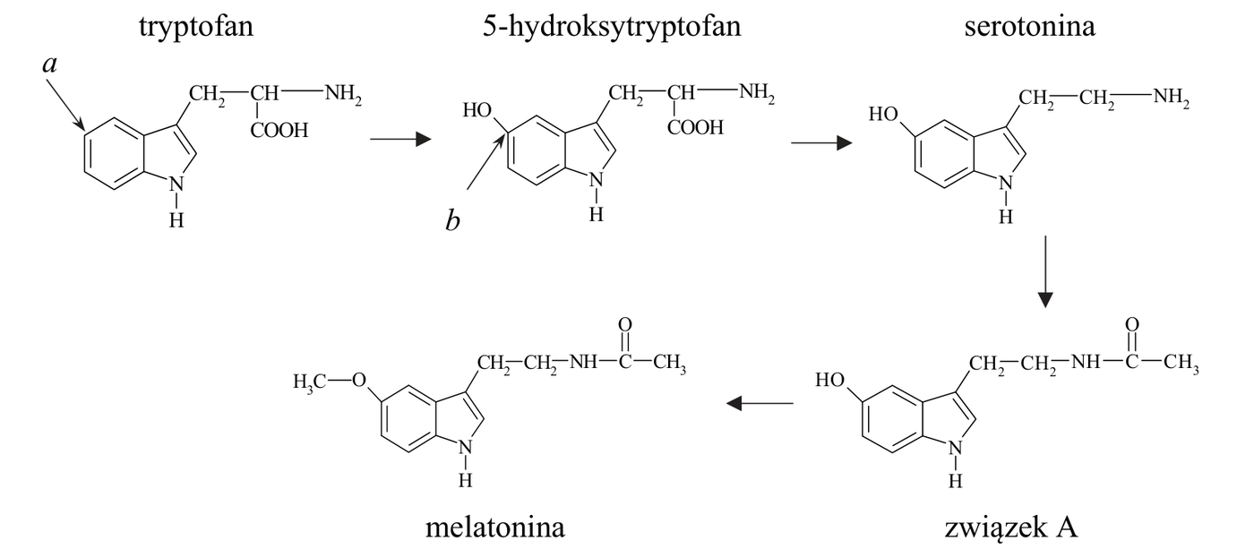 schemat ciągu przemian ze wzorami strukturalnymi: tryptofan (pochodna indolu z łańcuchem $\ce{-CH2-CH(NH2)-COOH}$) $\rightarrow$ 5-hydroksytryptofan (ten sam szkielet z grupą $\ce{-OH}$ przy atomie węgla pierścienia benzenowego) $\rightarrow$ serotonina (pochodna z łańcuchem $\ce{-CH2-CH2-NH2}$ i grupą $\ce{-OH}$ przy pierścieniu) $\rightarrow$ melatonina (grupa $\ce{H3C-O-}$ przy pierścieniu i łańcuch $\ce{-CH2-CH2-NH-CO-CH3}$) oraz związek A (grupa $\ce{HO-}$ przy pierścieniu i łańcuch $\ce{-CH2-CH2-NH-CO-CH3}$).