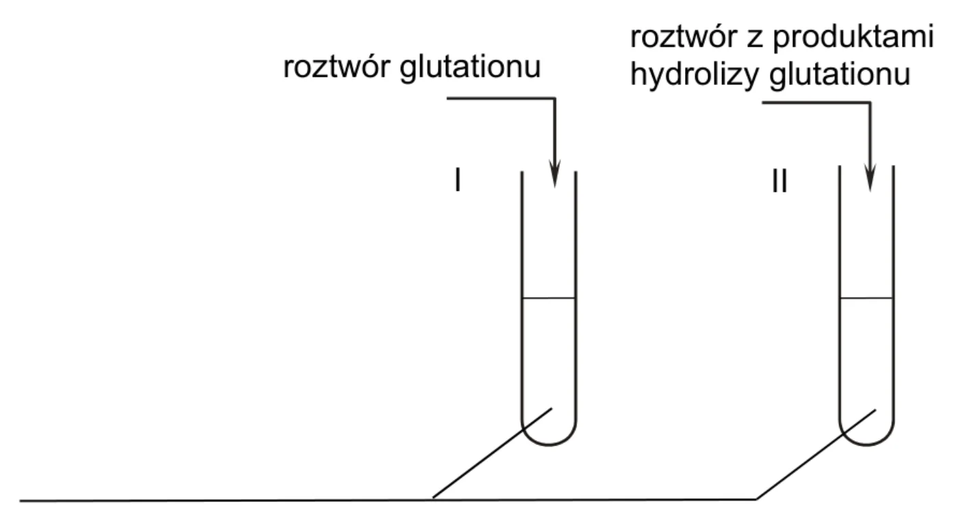 schemat doświadczenia: do probówki I dodawany roztwór glutationu, do probówki II roztwór z produktami hydrolizy glutationu; obie probówki połączone kreską z miejscem na wybrany odczynnik