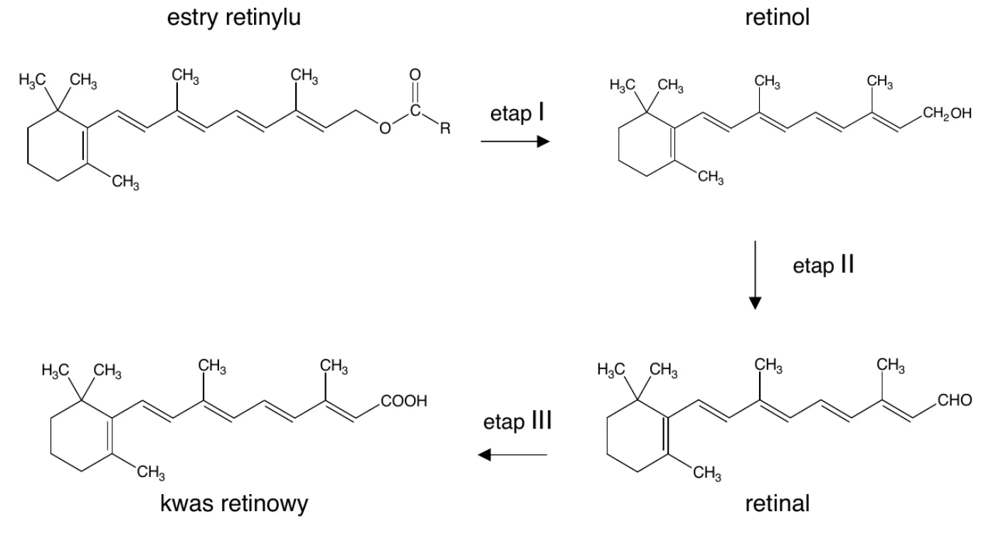 schemat wybranych etapów metabolizmu witaminy A, wzory szkieletowe: estry retinylu (grupa CH2–O–C(=O)–R) → etap I → retinol (grupa CH2OH) → etap II → retinal (grupa CHO) → etap III → kwas retinowy (grupa COOH)