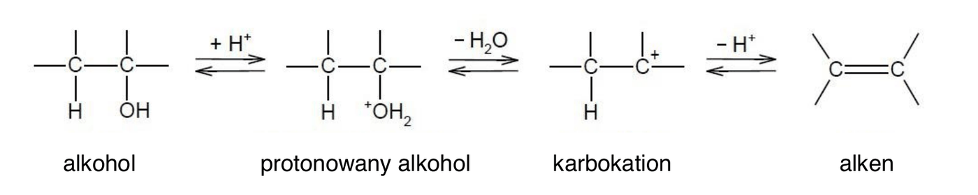 schemat dehydratacji alkoholu wzorami strukturalnymi, kolejno alkohol, protonowany alkohol, karbokation i alken, ze strzałkami równowagi opisanymi + H+, - H2O oraz - H+