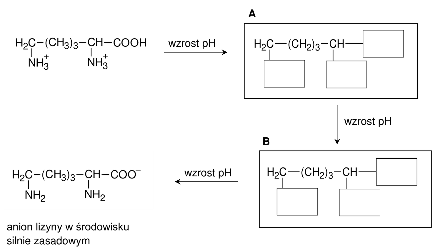 schemat czterech form lizyny połączonych strzałkami opisanymi „wzrost pH”: dwudodatni kation $\ce{H2C(NH3^+)-(CH2)3-CH(NH3^+)-COOH}$ przechodzi w jon A, jon A przechodzi w jon B, a jon B – w anion lizyny w środowisku silnie zasadowym o wzorze $\ce{H2C(NH2)-(CH2)3-CH(NH2)-COO^-}$; w szkieletach jonów A i B pozostawiono puste miejsca na wzory grup