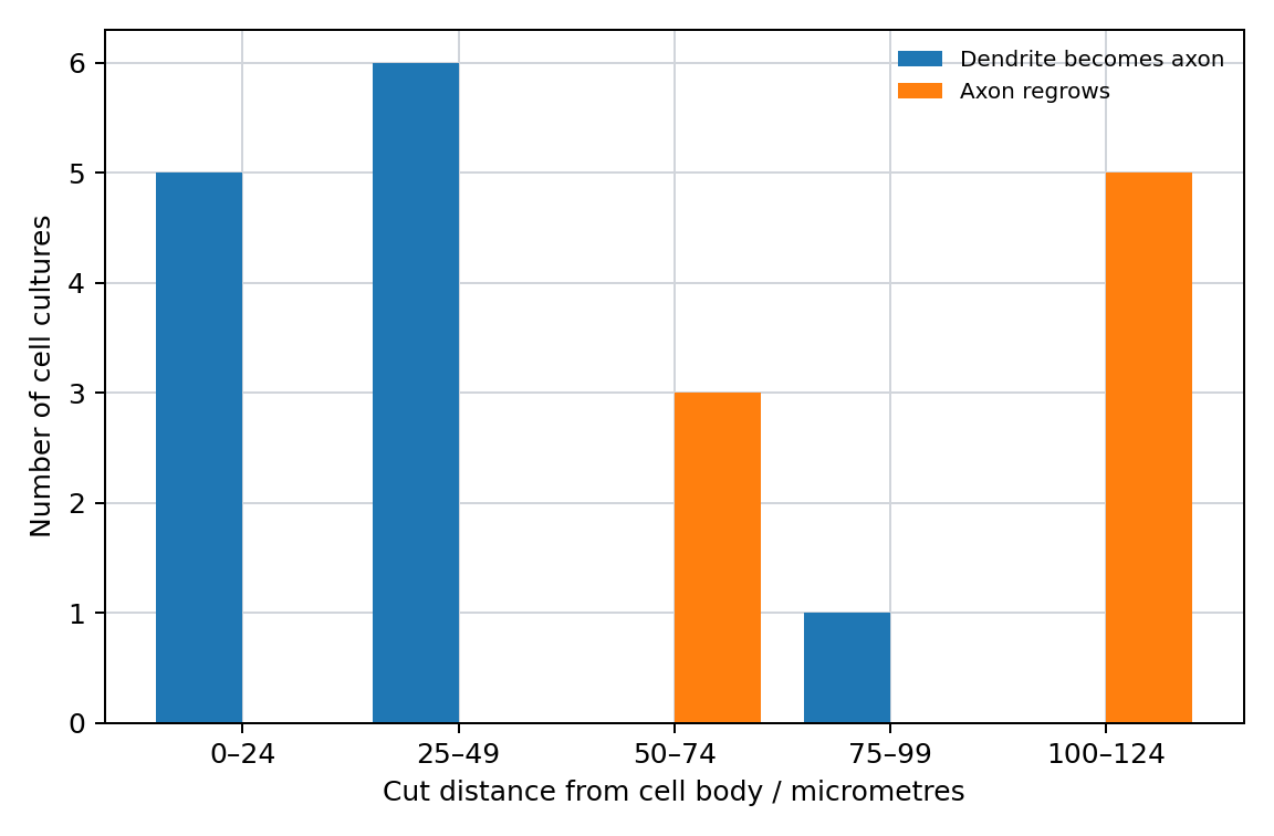 Neuronal responses after cutting